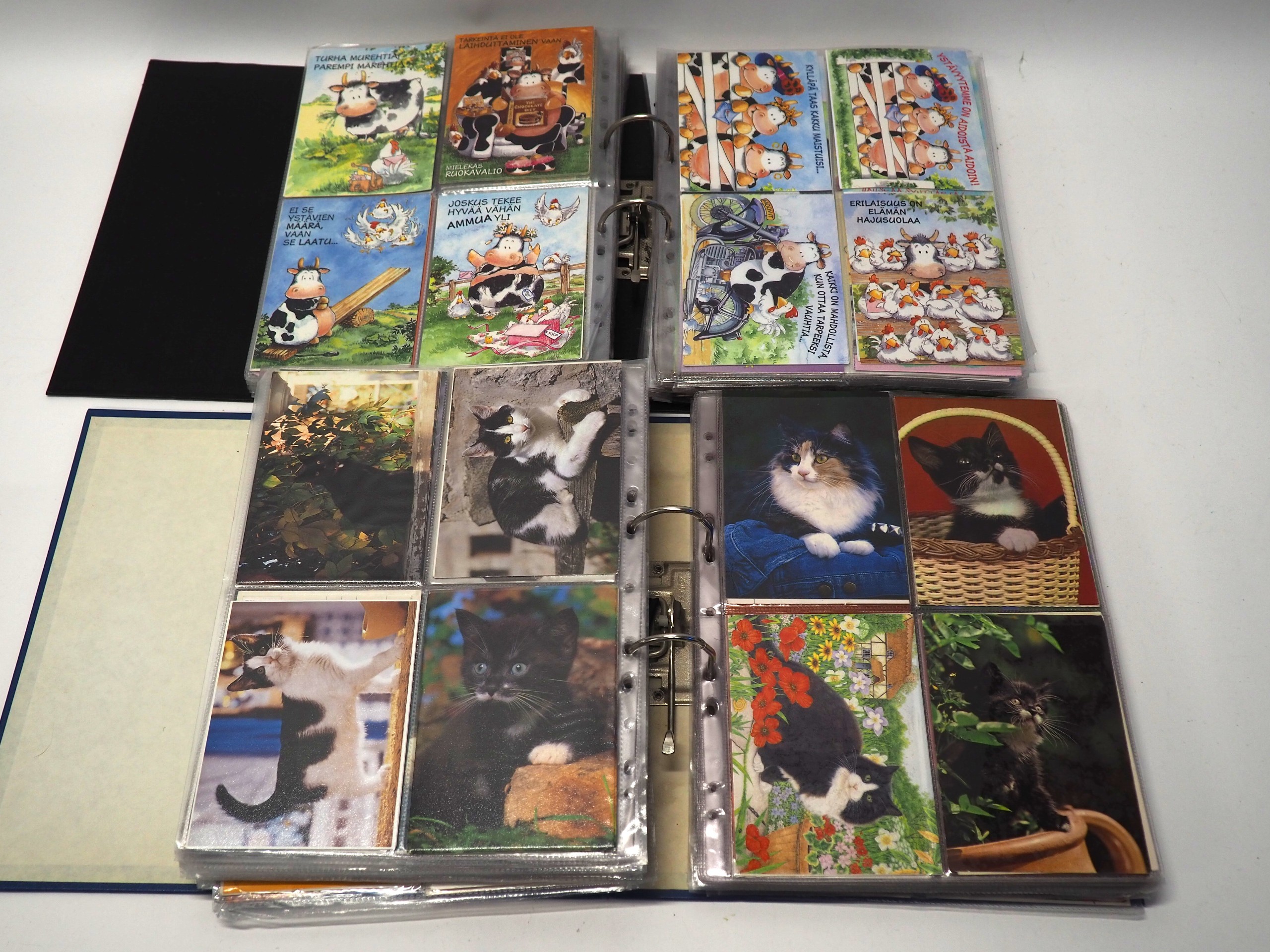 Kissa- ja lehmä postikortit